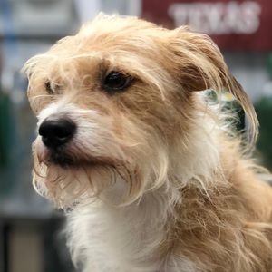 Meet your Posher, Devin